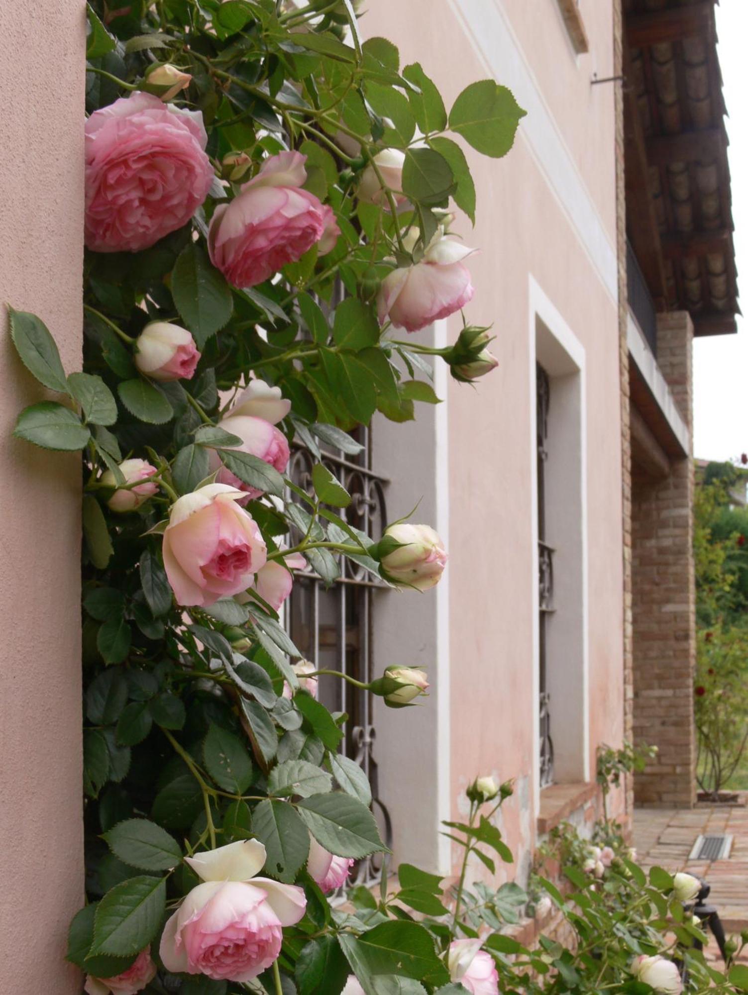 Casa Isabella Pensionat Vaglio Serra Exteriör bild